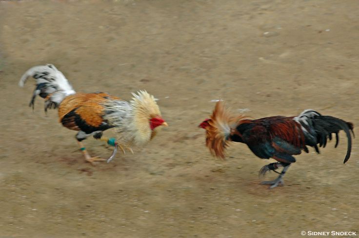 Đá Gà Trong Cuộc Sống Hiện Đại