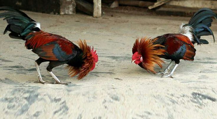 Những Chiến Thuật Trong Đá Gà