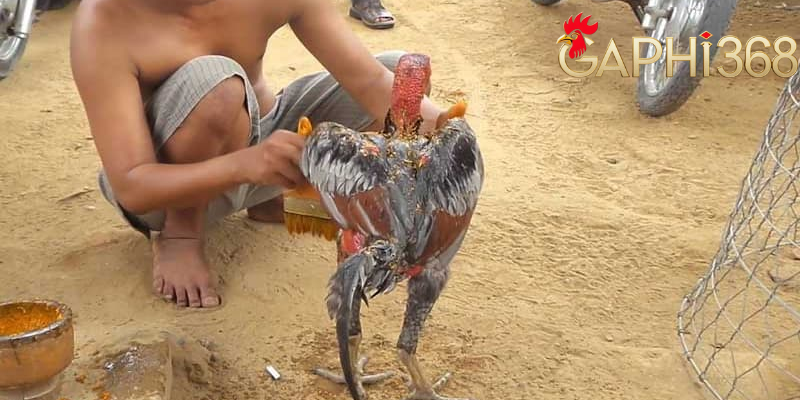 Vào Nghệ Cho Gà Chọi: 1 Số Phương Pháp Tăng Cường Sức Khỏe Cách thực hiện vào nghệ cho gà tại gaphi368