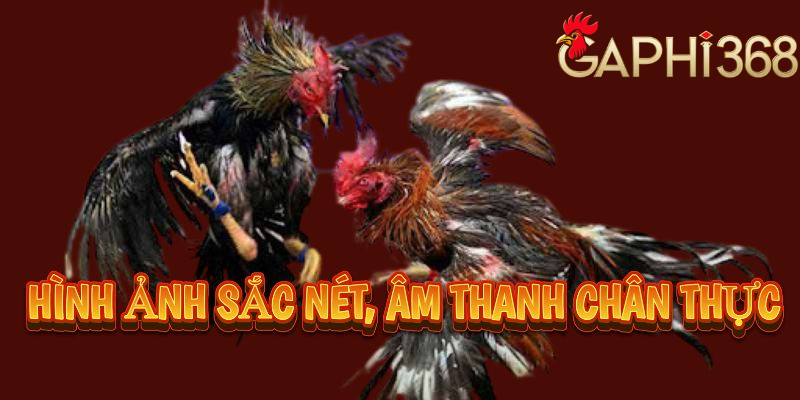 Đá gà C1: Khám Phá Thế Giới Chiến Kê Đỉnh Cao Tại Gaphi368 Hình ảnh sắt nét, âm thanh chân thậttại gaphi368