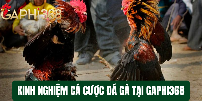 Kinh nghiệm cá cược đá gà Tại Gaphi368 - Hướng dẫn chi tiết cho người mới bắt đầu Kinh nghiệm cá cược đá gà Tại Gaphi368