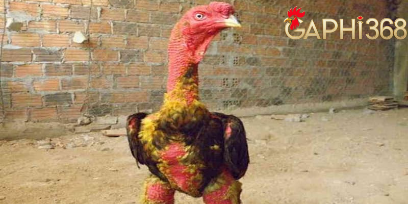 Vào Nghệ Cho Gà Chọi: 1 Số Phương Pháp Tăng Cường Sức Khỏe Lời Khuyên Cho Người Nuôi Gà Chọi tại gaphi368