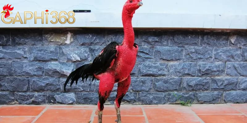 Om Bóp Gà Chọi: 1 Số Kỹ Thuật Chăm Sóc Quan Trọng Giúp Tăng Cường Sức Khỏe Chiến Kê Một Số Lưu Ý Khi Thực Hiện Om Bóp Gà Tại Gaphi368