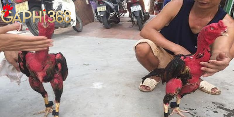 Om Bóp Gà Chọi: 1 Số Kỹ Thuật Chăm Sóc Quan Trọng Giúp Tăng Cường Sức Khỏe Chiến Kê Quy Trình Thực Hiện Om Bóp Gà Chọi Chính Xác Tại Gaphi368