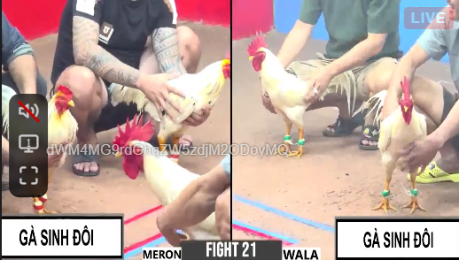 Gà Cam - Vũ Khí Lợi Hại Trong Đấu Trường