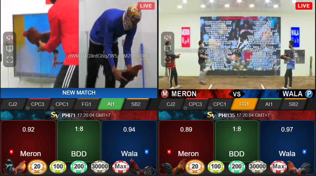 Gà Phi - Đối Thủ Khó Nhằn