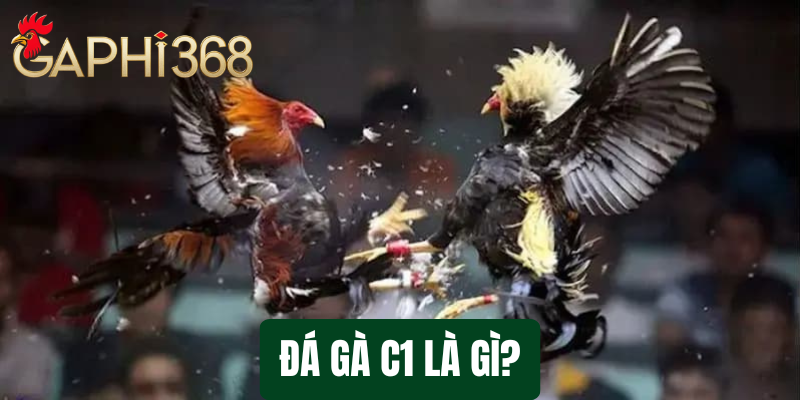 Đá gà C1: Khám Phá Thế Giới Chiến Kê Đỉnh Cao Tại Gaphi368 đá gà c1 là gì tại gaphi368