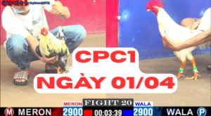 Đá gà Cpc1 ngày 01-04