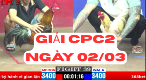 Đá gà giải C2 ngày 02-03