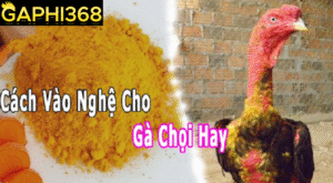 gaphi368-cach-vao-nghe-cho-ga