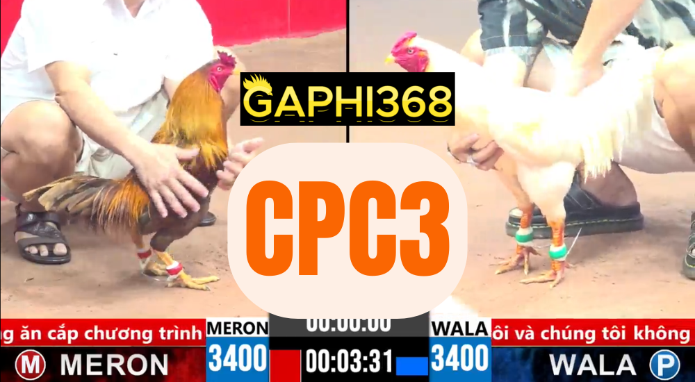 Gà CPC3 Trực Tiếp Đá Gà Phát Lại Tại Casino CPC 16/04 ga-cpc3