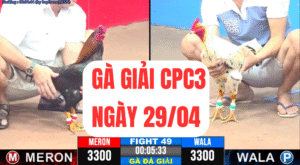 gaphi368 gà giải c3-29-4