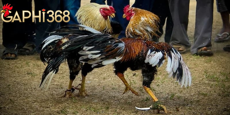 Đá Gà Cựa Dao Cpc Là Gì - Tìm Hiểu Cách Chơi Tại Gaphi368 Bí quyết đá gà cựa dao Campuchia luôn thắng lớn