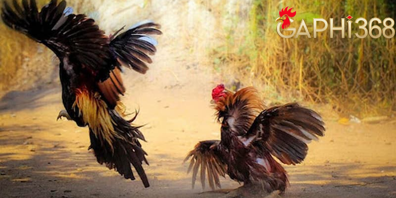 Kèo Đá Gà Chuẩn - Bật Mí 1 Số Cách Đọc Kèo Từ A Đến Z Lợi ích khi tìm hiểu cách đọc kèo đá gà chuẩn tại gaphi368