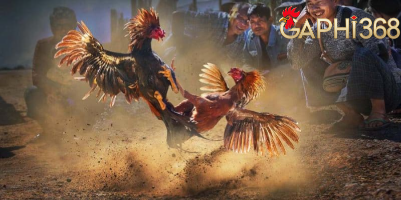 Kèo chấp trong đá gà - Tìm hiểu thông tin chi tiết 2025 Một số kinh nghiệm về kèo chấp trong đá gà tại gaphi368