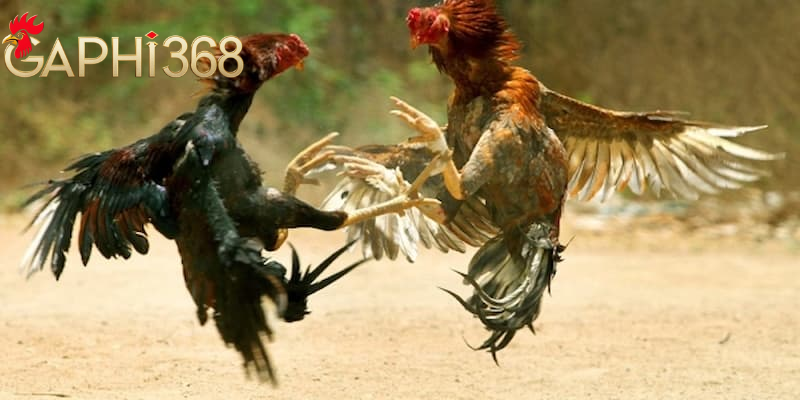 Kèo chấp trong đá gà - Tìm hiểu thông tin chi tiết 2025 Một số lưu ý khi lựa chọn kèo chấp trong đá gà tại gaphi368