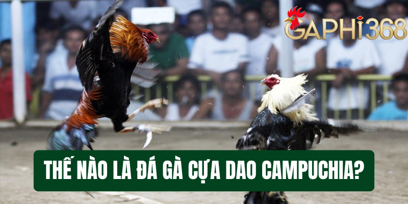 Đá Gà Cựa Dao Cpc Là Gì - Tìm Hiểu Cách Chơi Tại Gaphi368 Thế nào là đá gà cựa dao Cpc tại gaphi368