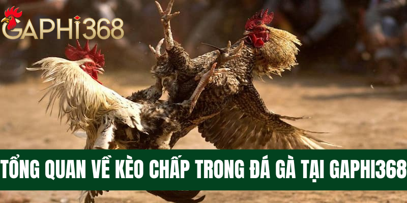 Kèo chấp trong đá gà - Tìm hiểu thông tin chi tiết 2025 Tổng quan về kèo chấp trong đá gà tại gaphi368