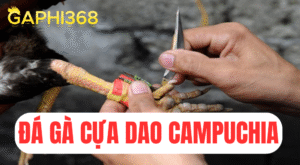 gaphi368 đá gà cựa dao campuchia