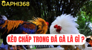 gaphi368 kèo chấp trong đá gà là gì